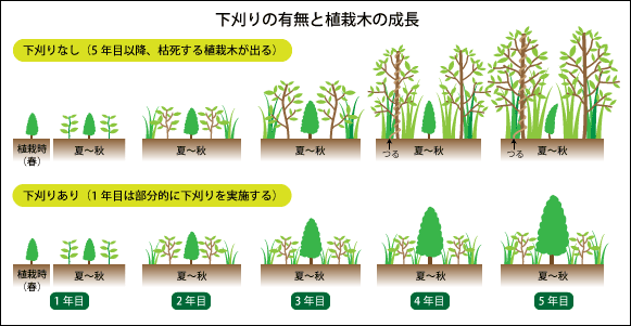 下刈りの有無と植栽木の成長イラスト